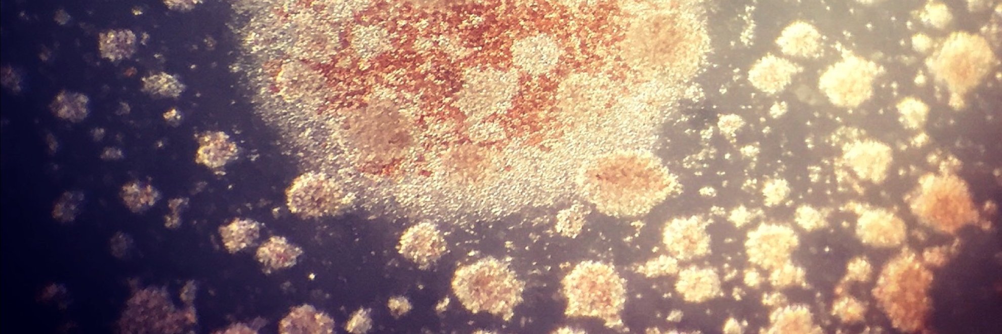 ryetochondria's profile banner image