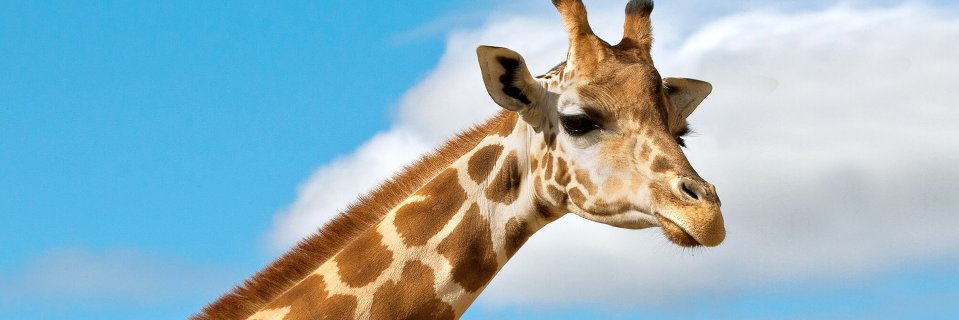 CharlesMaleka's profile banner image