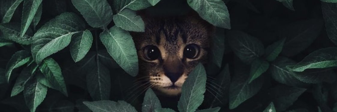 AisyaIdrus's profile banner image