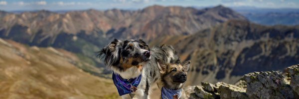 MSherlockPhD Profile Banner