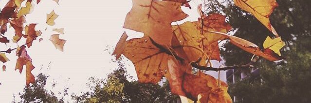 GuimontMelanie's profile banner image