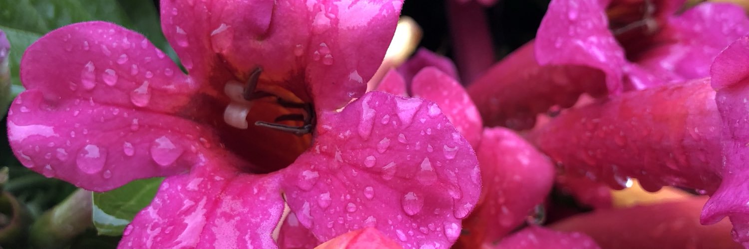 Savasaurus_'s profile banner image