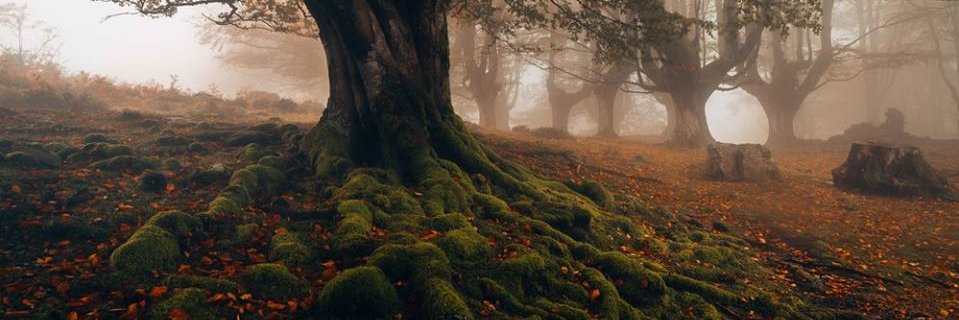 DAlcinov's profile banner image