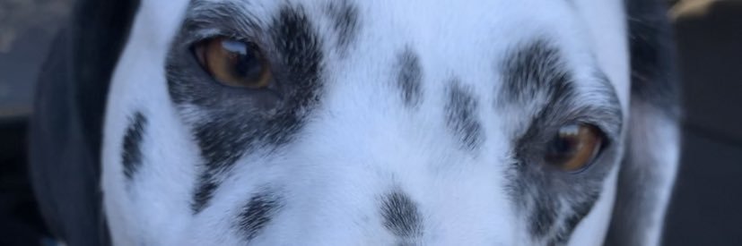 Heather Spohn banner