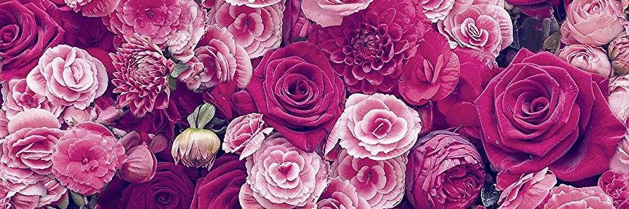 Sanji ʕ •ᴥ•ʔ banner