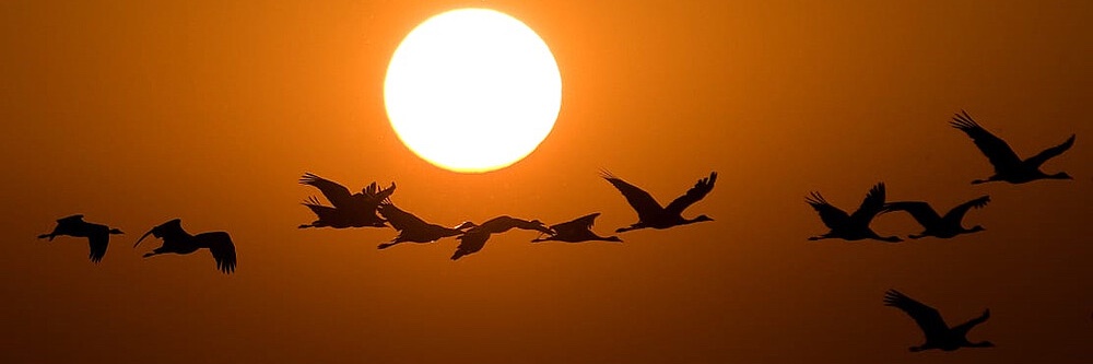 MigrPost's profile banner image