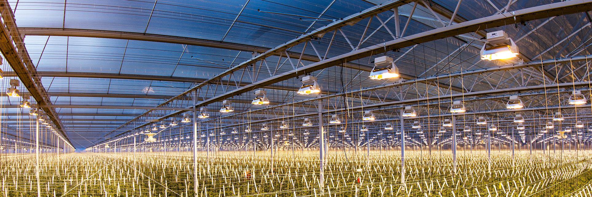 Agroluxnl's profile banner image