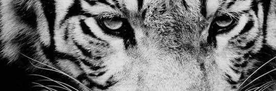 vanderocosta1's profile banner image