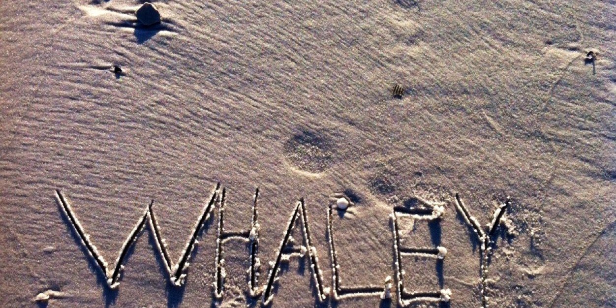 Bigwhaley5's profile banner image