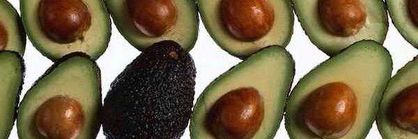 avocadofact Profile Banner