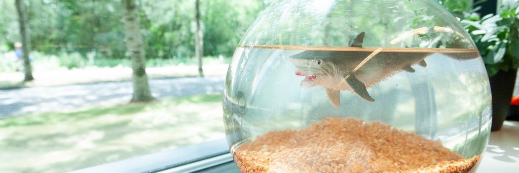 Dutchwebshark's profile banner image