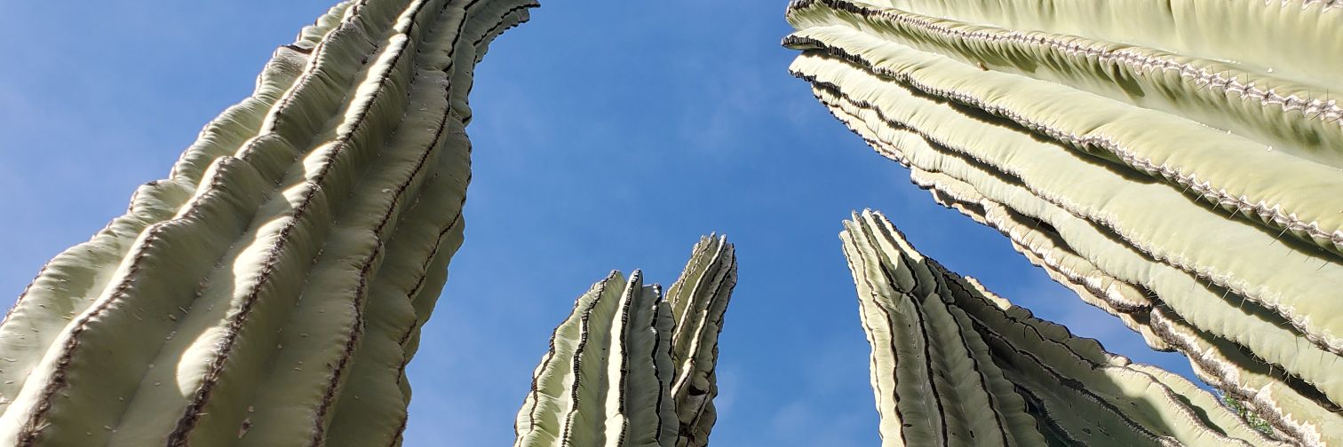 Charleyraee's profile banner image