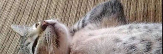 pato destroyer 🦆🔥 banner