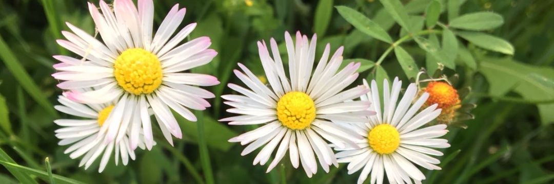 Bedrettin ilbilgi banner