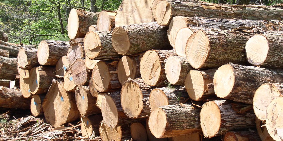 TimberRights's profile banner image