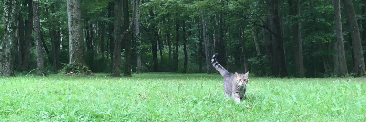 meow_brandy's profile banner image