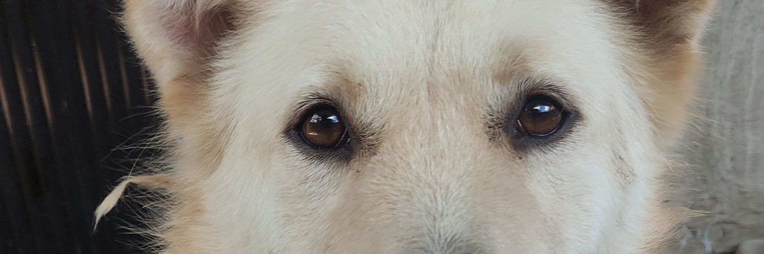 sheshe mhemay banner