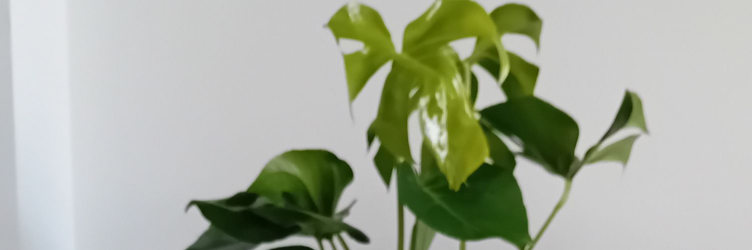 Skull inside banner