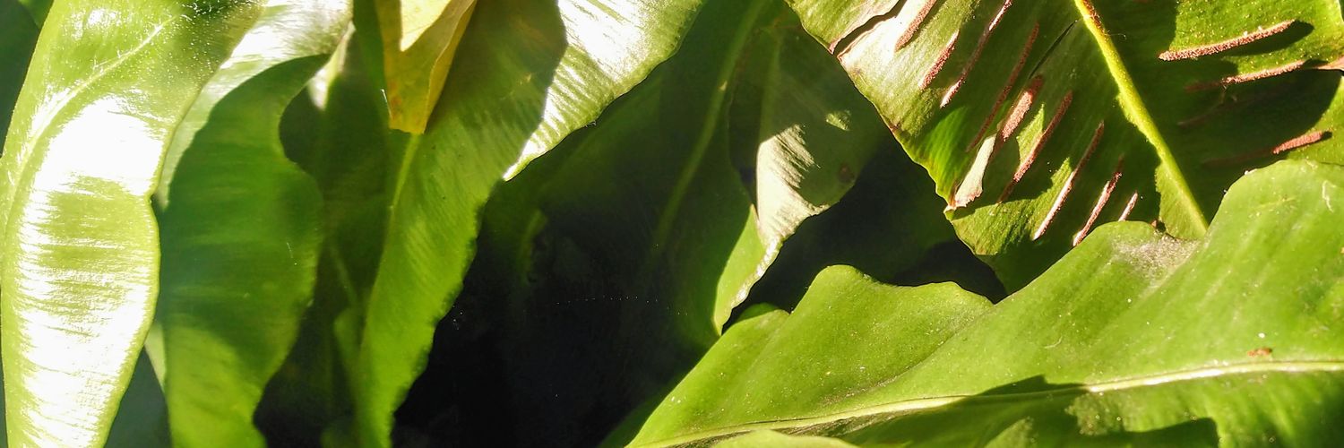 iriskimebert's profile banner image