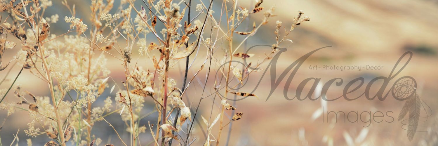 morganmacedo's profile banner image