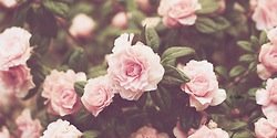 RobynSmithUL's profile banner image