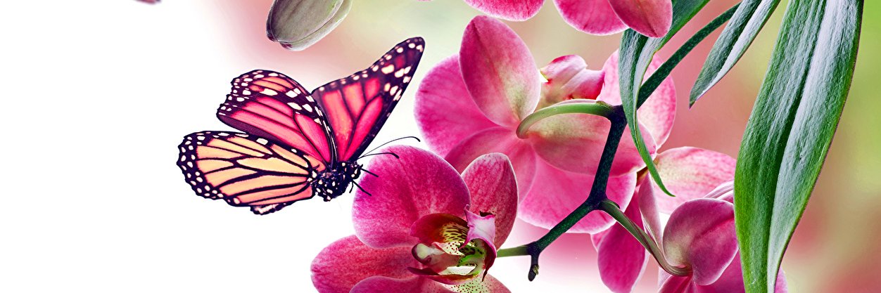 ThyPurple's profile banner image