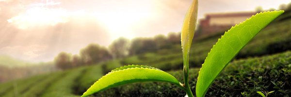 oriarmtea Profile Banner