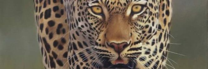 Peppellah's profile banner image