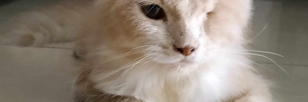 Tezaaaaaaar's profile banner image