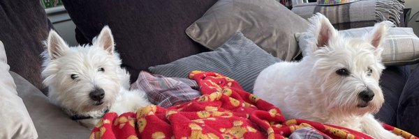 JNaplesCampbell Profile Banner