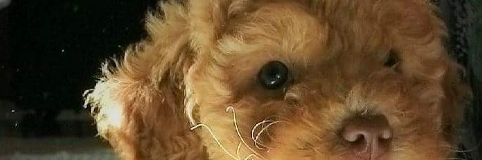 Samudenche's profile banner image