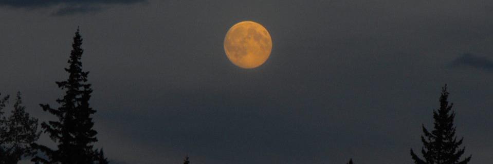 Norm 🇨🇦🇺🇦🏳️‍🌈 banner