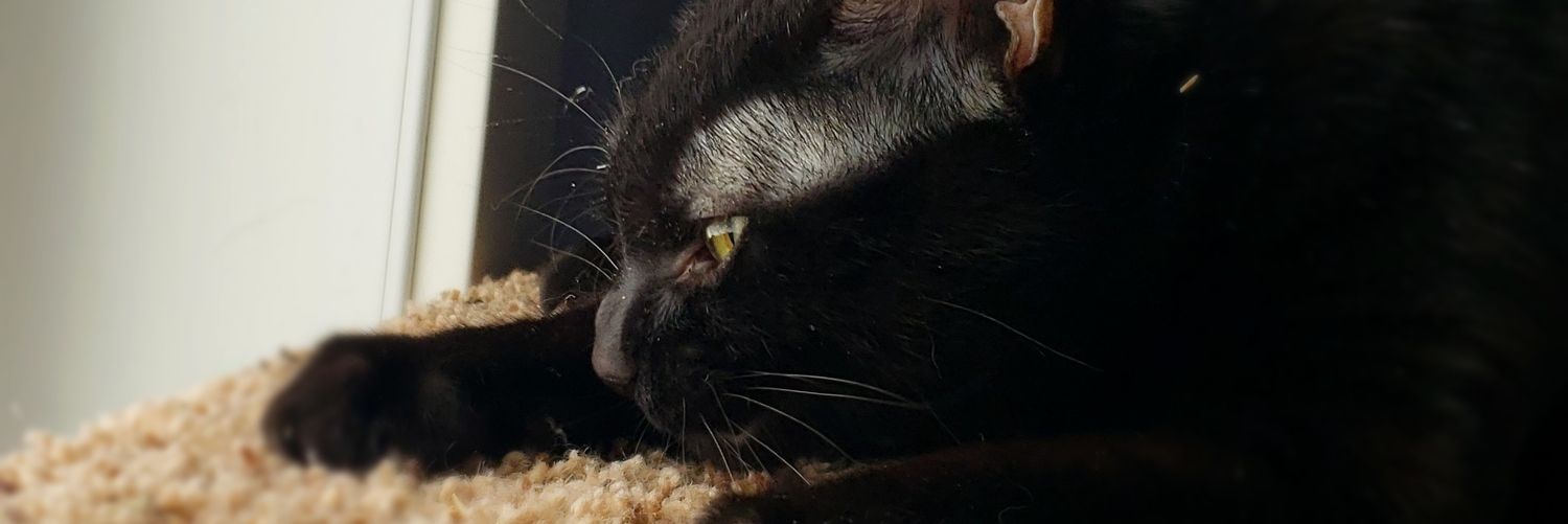 lidabug16's profile banner image