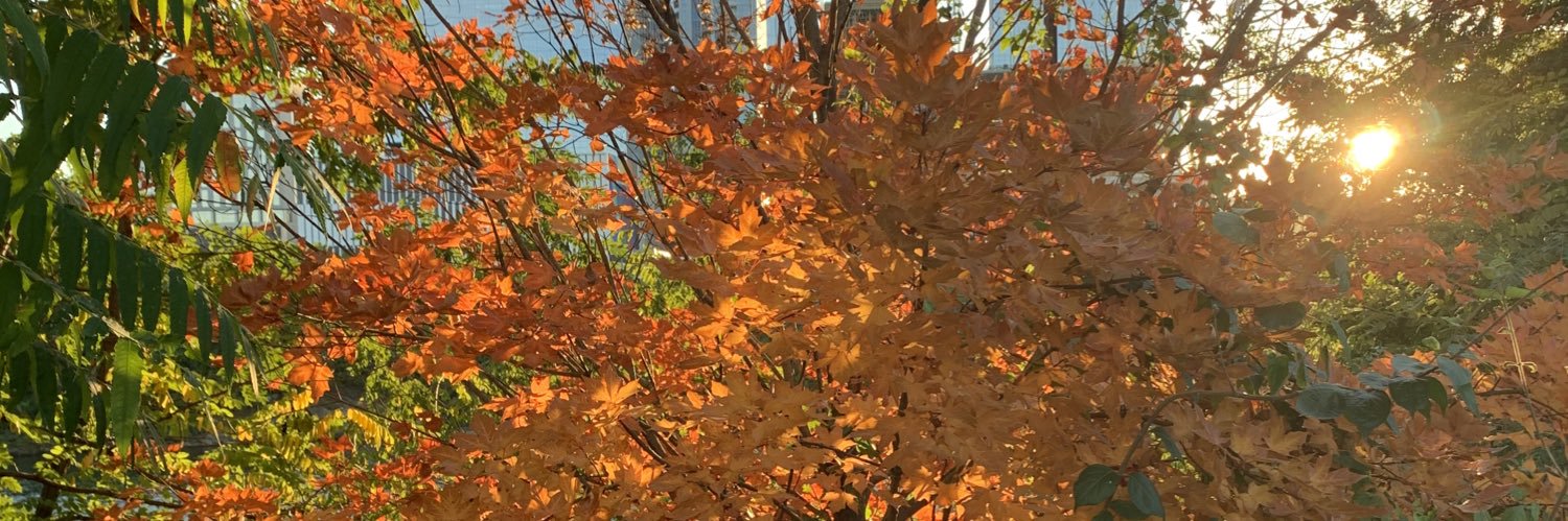 lily_paff's profile banner image