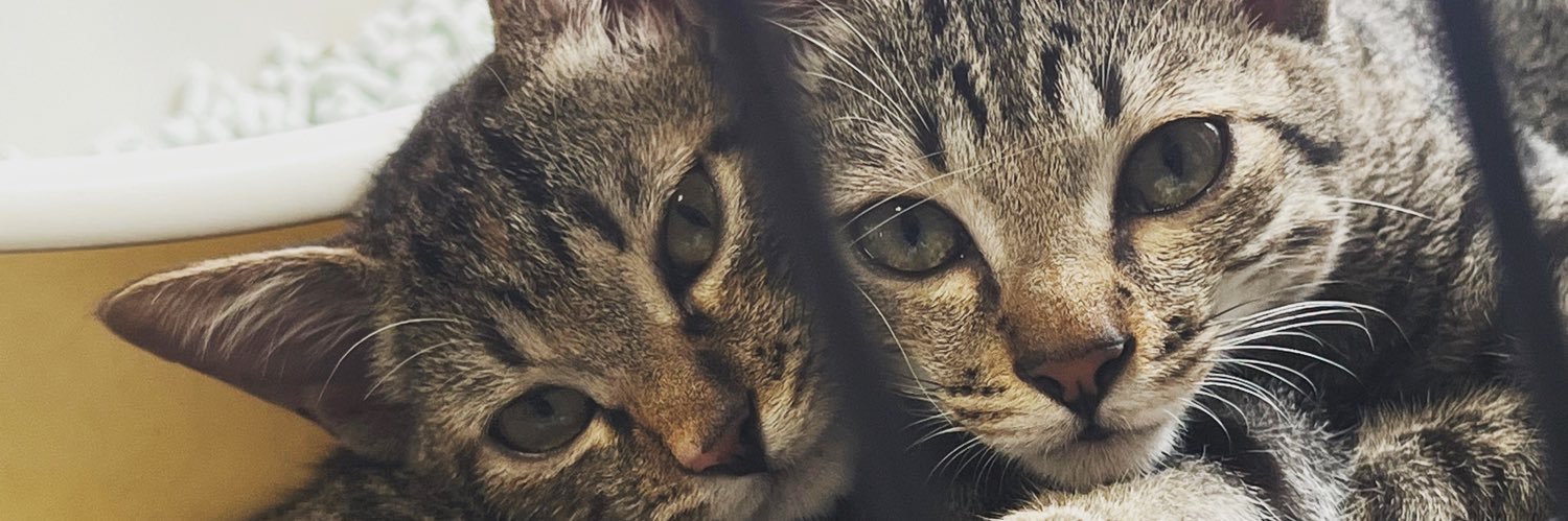 luvrador_luv's profile banner image