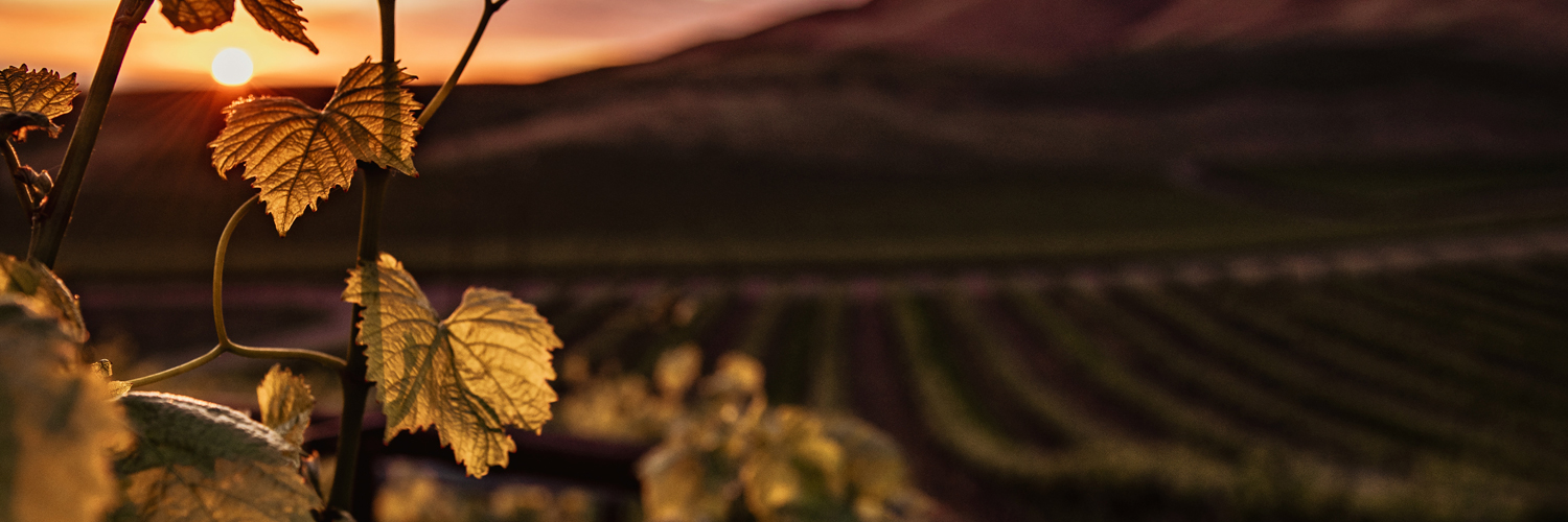 AcGuzman11's profile banner image