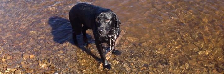 amswebster's profile banner image