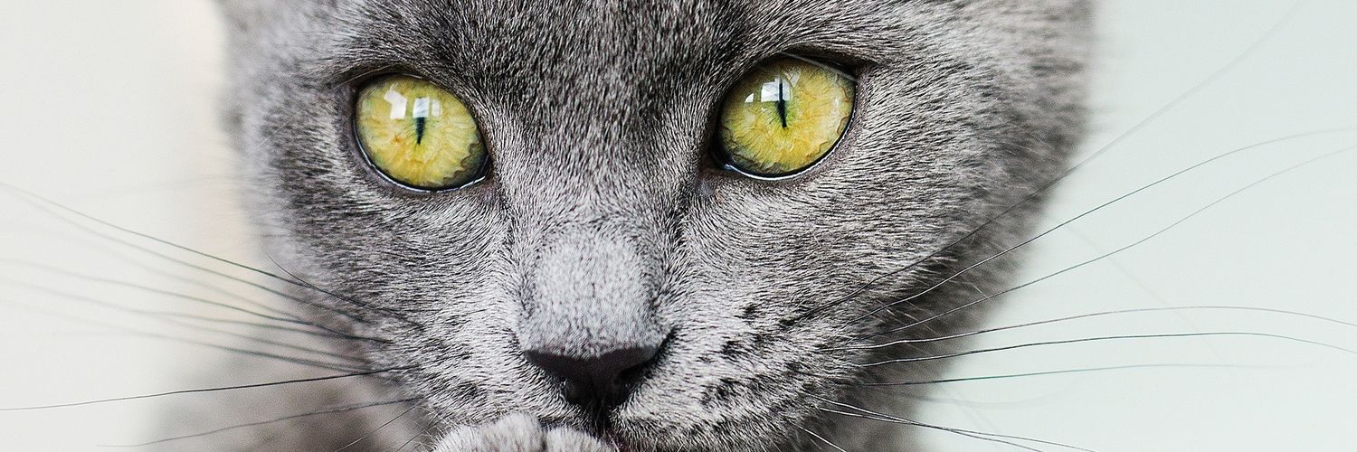 esmayeeap's profile banner image