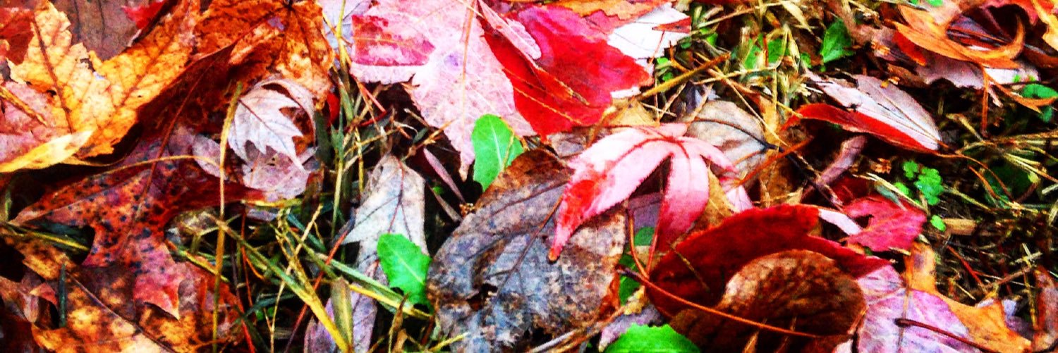 mflann's profile banner image