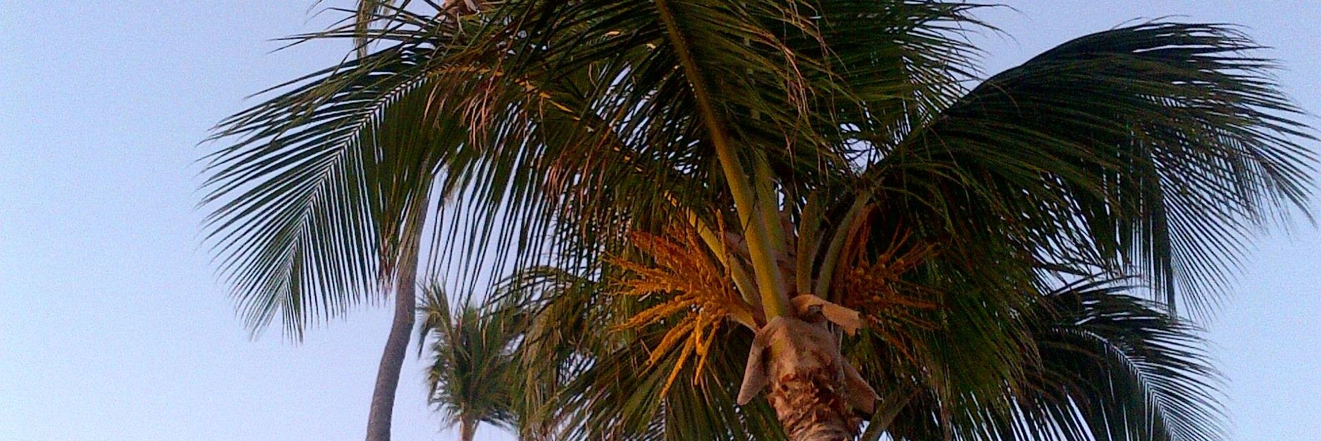 Jonathan Sylva banner