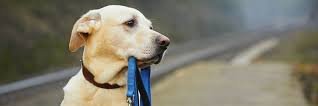 LostDogsNetwork's profile banner image