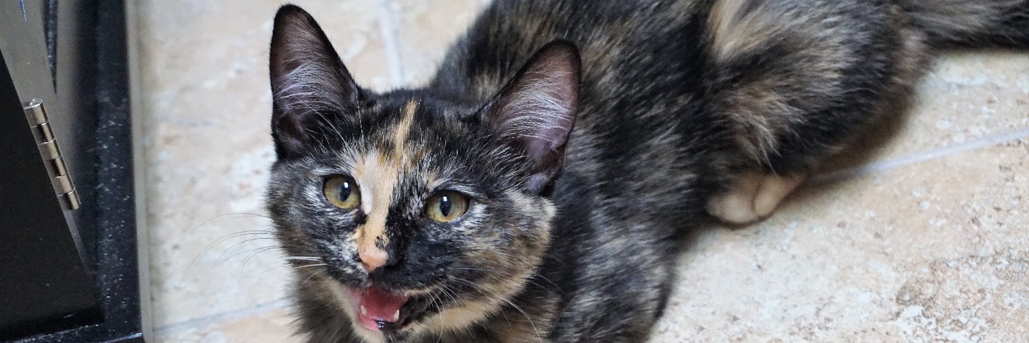 FearlessKitty12's profile banner image