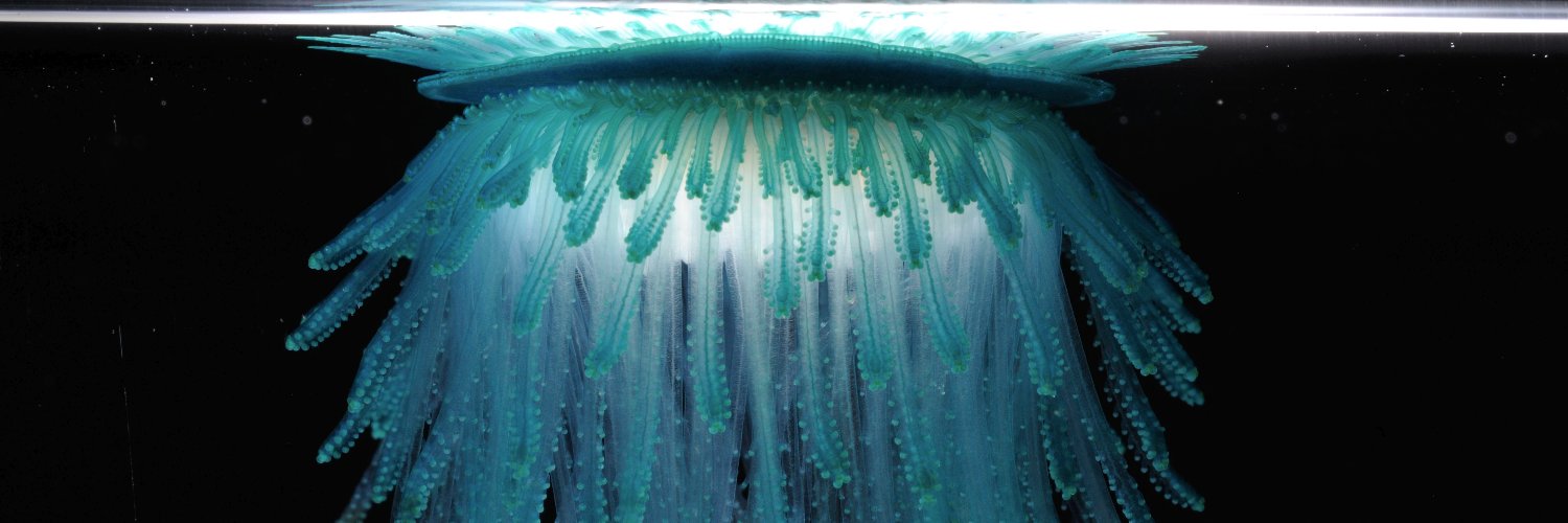 cifonauta's profile banner image