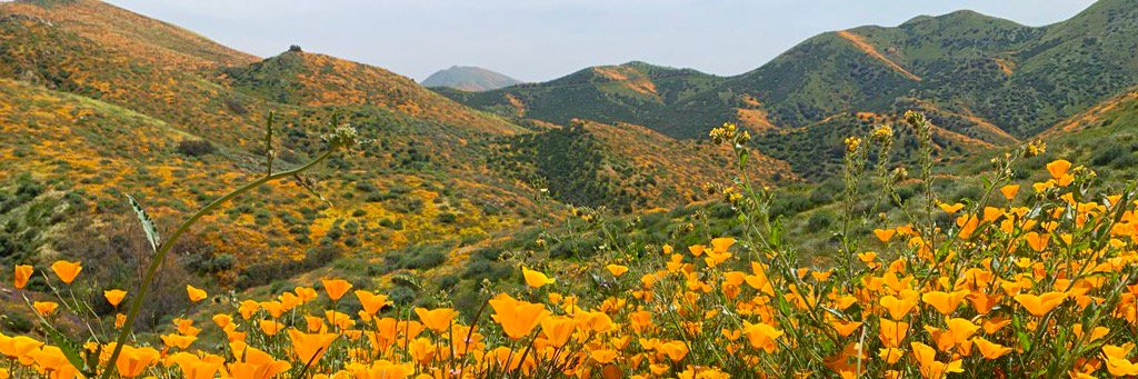 rascally gardener perc 💙🌺 banner