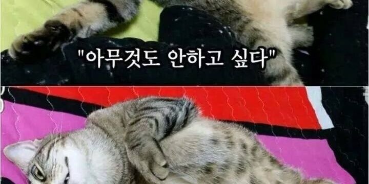 CP_Eagle_'s profile banner image