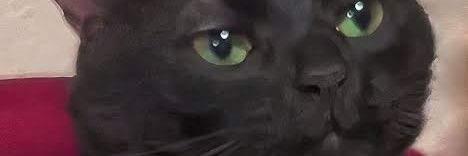 Fourtuos0's profile banner image