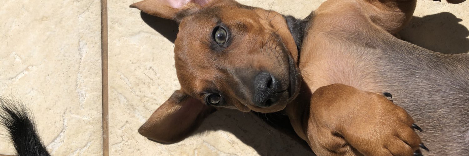 caroolrossii's profile banner image