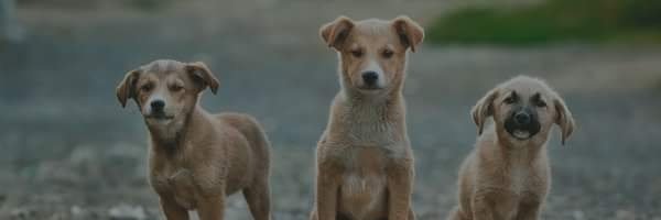 Ragdogg's profile banner image