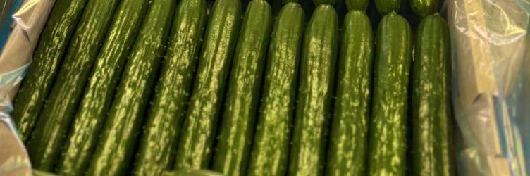 きゅうり鯖之介 banner