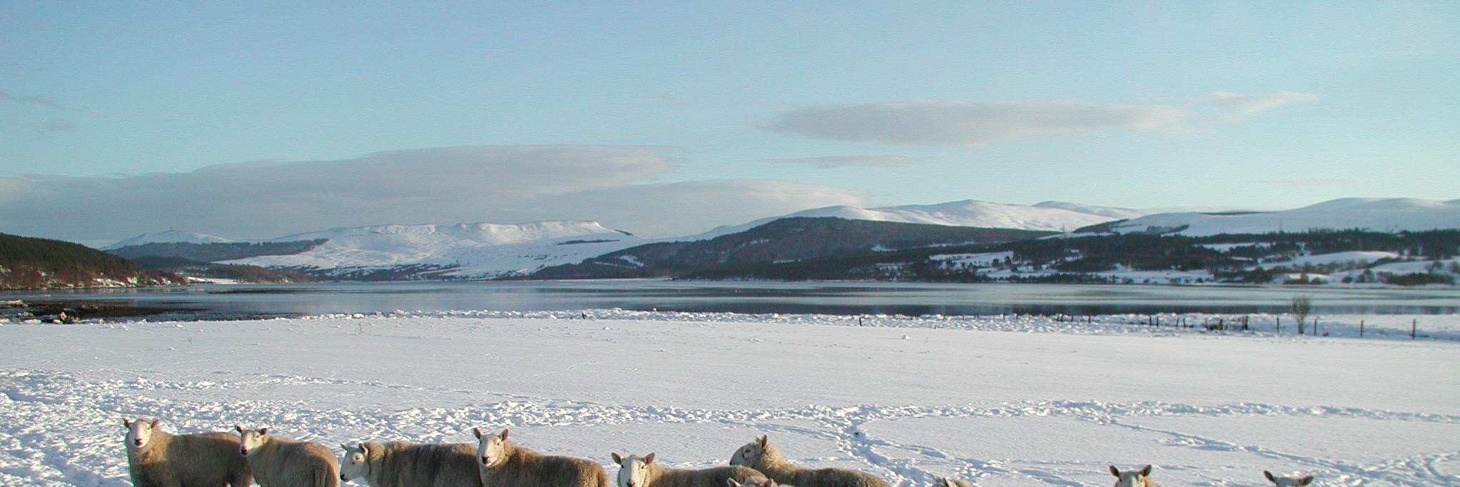 woolclip's profile banner image